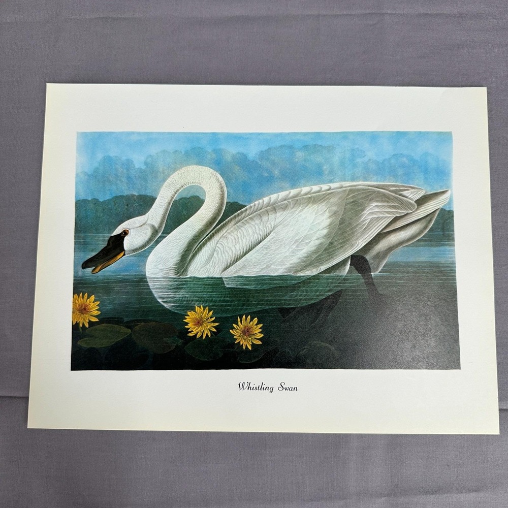 1950 Vintage Print Whistling Swan American Bird Art Illustration Audubon 9x12